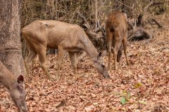 Tadoba.-2021-344
