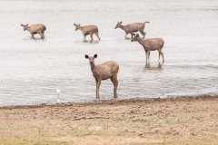 Tadoba.-2021-371