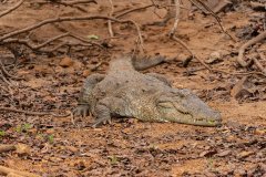 Tadoba.-2021-393