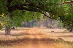 Tadoba.-2021-394