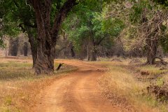 Tadoba.-2021-395