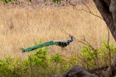 Tadoba.-2021-397