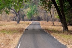 Tadoba.-2021-406