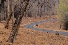 Tadoba.-2021-408