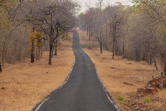 Tadoba.-2021-432