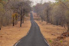 Tadoba.-2021-432