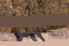 Tadoba.-2021-451