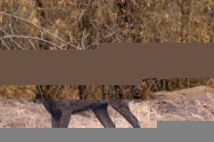Tadoba.-2021-451