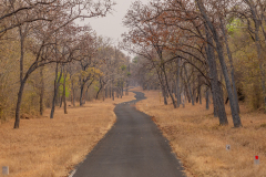 Tadoba.-2021-461