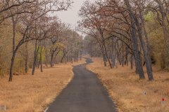 Tadoba.-2021-461