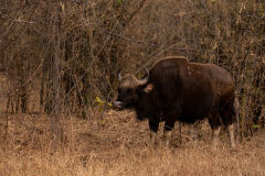 Tadoba.-2021-465