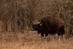 Tadoba.-2021-465