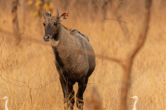 Tadoba.-2021-544