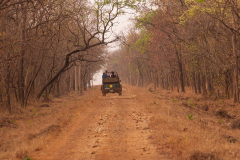 Tadoba.-2021-548