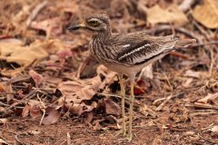 Tadoba.-2021-554