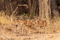 Tadoba.-2021-561