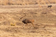 Tadoba.-2021-565