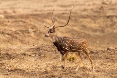 Tadoba.-2021-566