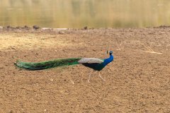 Tadoba.-2021-568