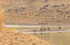 Tadoba.-2021-569
