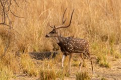 Tadoba.-2021-571