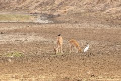 Tadoba.-2021-576