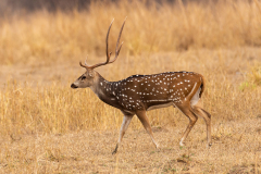 Tadoba.-2021-581