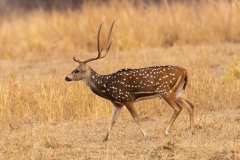 Tadoba.-2021-581