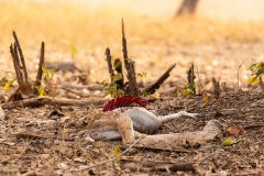Tadoba.-2021-593