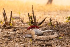 Tadoba.-2021-593