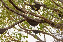 Tadoba.-2021-594
