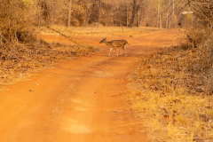 Tadoba.-2021-595