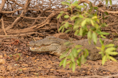 Tadoba.-2021-601