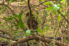 Tadoba.-2021-637