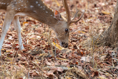 Tadoba.-2021-639