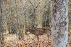 Tadoba.-2021-645