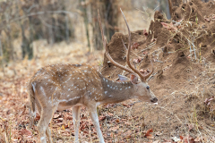 Tadoba.-2021-648