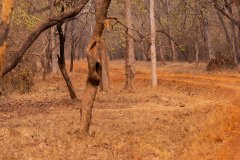 Tadoba.-2021-651