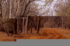 Tadoba.-2021-653