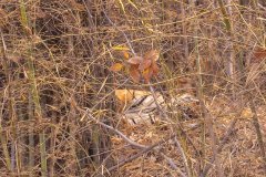 Tadoba.-2021-657