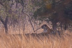 Tadoba.-2021-714