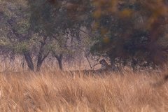 Tadoba.-2021-718