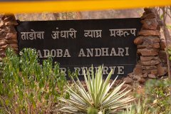 Tadoba.-2021-723