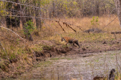 Tadoba.-2021-726
