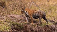 Tadoba.-2021-735-edited