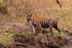Tadoba.-2021-735