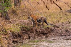 Tadoba.-2021-736