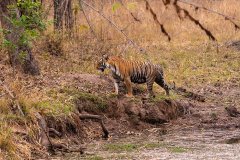 Tadoba.-2021-737