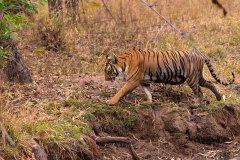 Tadoba.-2021-739