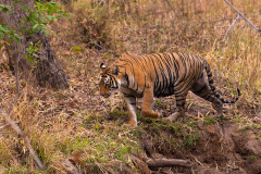 Tadoba.-2021-741